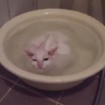 お風呂が大好きな猫