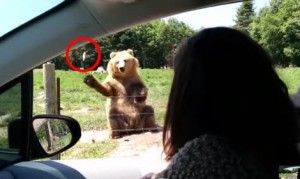 片手で食パンをキャッチする熊さん！