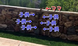 ６匹の子供フェレット達が懸命に壁を越えてママを追いかける！