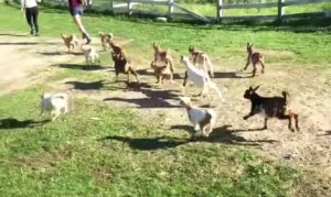 子ヤギ３２匹のランニング！