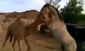 馬とラクダの感動の再会! 馬とラクダの感動の再会!