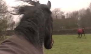 再会する３頭の馬。感動の優しい時間！