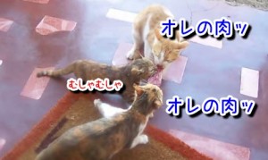 お笑い肉の争奪戦！三匹の猫が肉を奪い合う！かしこい１匹に注目！