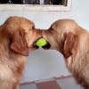 テニスボールを引っ張り合う犬！そこにもう１匹現れて？