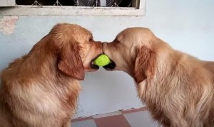 テニスボールを引っ張り合う犬！そこにもう１匹現れて？