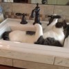 片目の猫、人間の手を借りずに水を飲む！