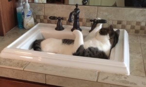 片目の猫、人間の手を借りずに水を飲む！