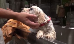 真夜中の犬レスキュー！おびえた犬を救出するカリフォルニアマルタレスキュー！