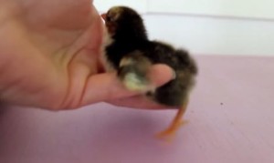 可愛すぎ！抱っこを要求するヒヨコ！