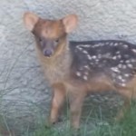 世界最小の鹿プーズーの赤ちゃんが予想以上に可愛かった！