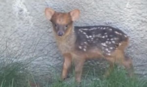 世界最小の鹿プーズーの赤ちゃんが予想以上に可愛かった！