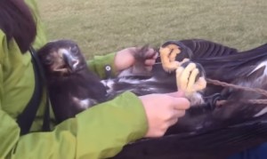 イヌワシのリラックスタイム！お腹のマッサージが気持ち良さそう！