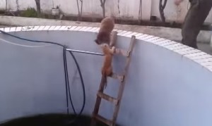 ハシゴを登るネコを突き落とす猫！勝負の行方は！？