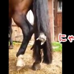 これは可愛い！馬の尻尾で遊ぶ子猫！