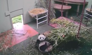 パンダ君、ハンモックからコロリと落ちて仰向けのまま遊び続ける！