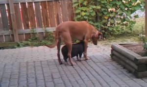 犬の下が大好きな子豚