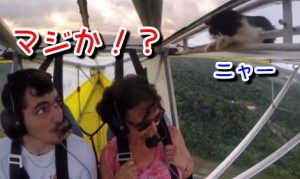 離陸後に仰天！猫が飛行機の翼に！羽根に！