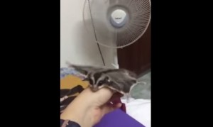 扇風機の風で飛ぶ練習をするモモンガ！