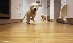 ゴハンに向かって全力疾走する二匹の子犬！この毎日の様子を９ヶ月間撮影！