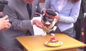 たま駅長、安らかに！和歌山電鉄のネコ駅長「たま」永眠。