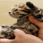 猫の世界最小種「クロアシネコ」がキュートすぎ！