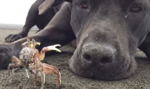 海でカニさんを見つけた犬