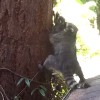 アライグマのお母さん、子供に木登りを教える！