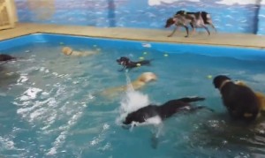 プールが大好きな犬たち