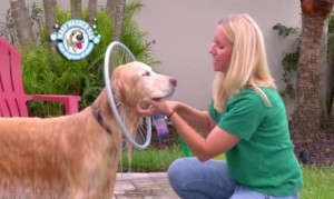 犬を洗う用のホースノズル！リング型で360度に水を噴出！