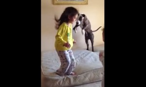 女の子が犬に教える！ベッドの上でジャンプする方法！
