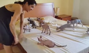 ベッドメイキングを邪魔する猫！