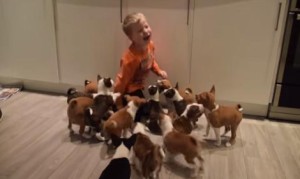 バセンジー犬の子犬１６匹との生活！