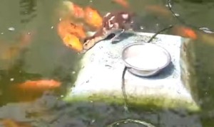 そんなばかな！？コイに餌付けするアヒルの子！