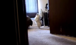 かくれんぼ楽しい！二本足で御主人様を探す犬！