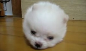 丸い犬！白いポメラニアンの子供がマジで丸い！