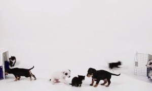 子猫たち、子犬たちに出会う