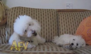 オヤツを横取りする犬