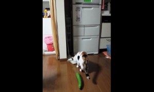 キュウリに驚く猫