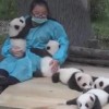 鳴きながら甘える５匹のパンダの子供