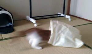 コンビニ袋で猫を捕まえる方法！