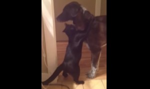 犬と猫が１０日ぶりに再会！イヌをギュッと抱きしめるネコ！