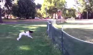 ネットフェンスを前方回転で越えていく犬