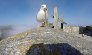 大変だ！カモメにGoProカメラを奪われた！