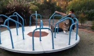 回転遊具の上で走り続けるコーギー犬！