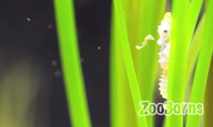 タツノオトシゴの赤ちゃん！小さくてもママと同じ形！