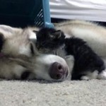 子猫の世話をするシベリアンハスキー犬