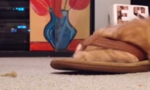 スリッパの履き方が変な猫