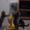 ４匹の猫、回るおもちゃで跳ねまくる！