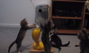 ４匹の猫、回るおもちゃで跳ねまくる！