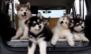 この音楽なに？何度も首をかしげる子犬達が可愛い！